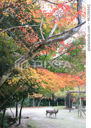 宮島，秋葉和鹿在秋季谷 46106942
