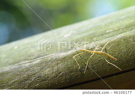 Larvae of Nanafushi (Nanafushimodoki) 46108177