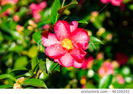 山茶花 山茶花 46108201