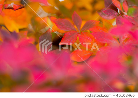 Close-up of a douant's azalea to turn into autumn leaves c somewhat dark 46108466