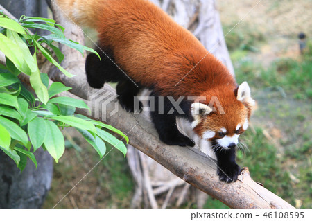 a red panada at the zoo of day time 46108595