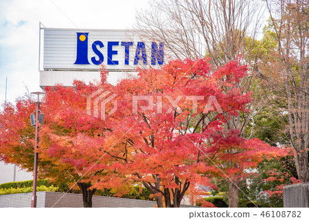 [相模小野秋葉] 46108782