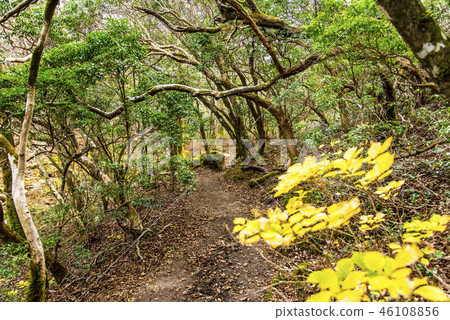 Amagi mountain trail 46108856