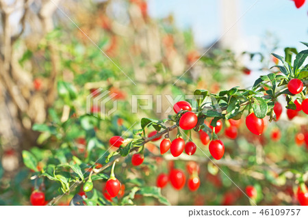 Red wolfberry fruit 46109757