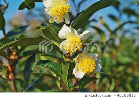 White tea tree flower White tea tree flower 46109818