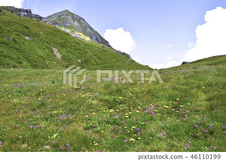 Tucken and flowers 46110199