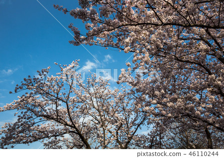 華麗的櫻花 華麗的櫻花 46110244