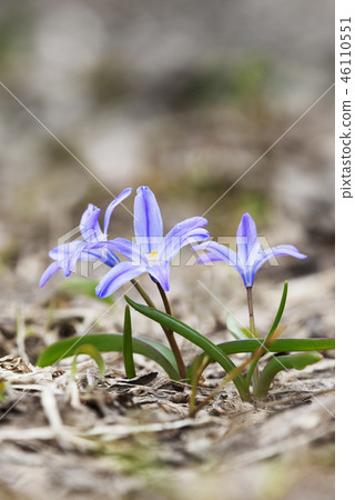 Thionodoxa lily garden Thionodoxa lily garden 46110551