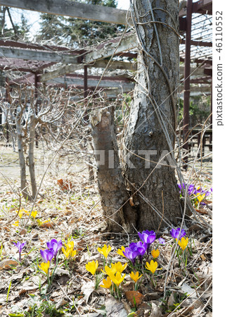 番紅花百合花園 46110552
