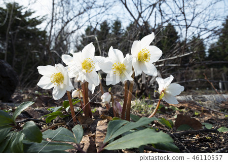 Heleborg Yurigaharahara Heleborg Yurigaharahara 46110557