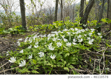 海葵pseudoaltaica 46110578