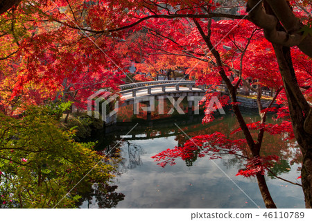 Eikan-do Autumn leaves Bridge Maple Eikan-do Autumn leaves Bridge Maple 46110789