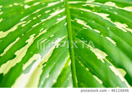 Soft focus, Close up of Leaf texture background Soft focus, Close up of Leaf texture background 46110846