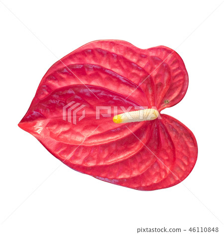 Pigtail Anthurium, Flamingo flower isolated 46110848
