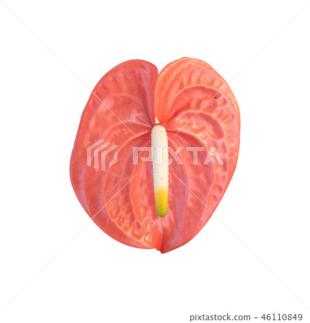 Pigtail Anthurium, Flamingo flower isolated Pigtail Anthurium, Flamingo flower isolated 46110849