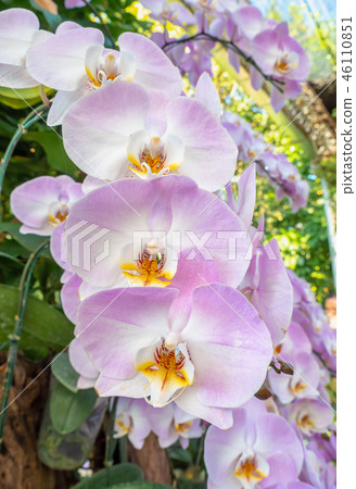Beautiful purple and white orchid flower Beautiful purple and white orchid flower 46110851