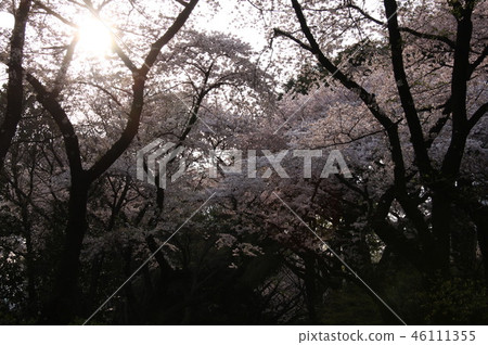 櫻花的背光 櫻花的背光 46111355