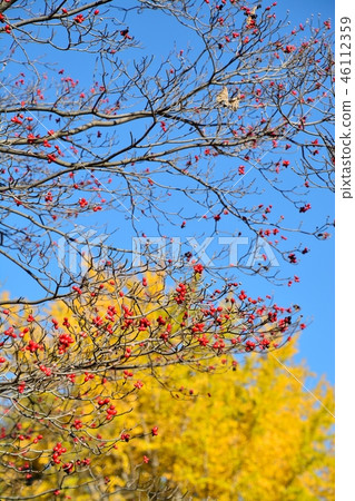 銀杏與落葉的山茱萸的果實合作 46112359