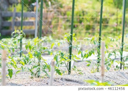 Field agriculture image tomato seedling Field agriculture image tomato seedling 46112456