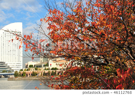 Autumn cherry blossom trees (Minato Mirai) 46112768