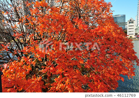 Autumn leaves (Minato Mirai) Autumn leaves (Minato Mirai) 46112769