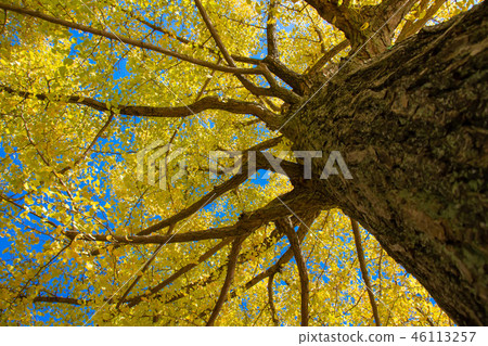 銀杏樹一棵大樹離開與秋葉 銀杏樹一棵大樹離開與秋葉 46113257