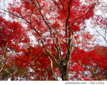 Autumn leaves / fall Autumn leaves / fall 46113562