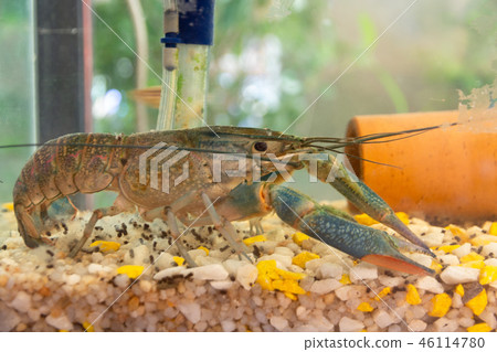Blue Crayfish (crawfish) walking in aquarium Blue Crayfish (crawfish) walking in aquarium 46114780