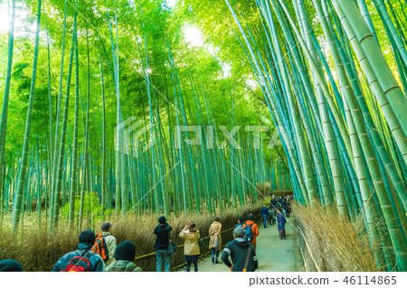 KYOTO, JAPAN - Nov 23, 2016 KYOTO, JAPAN - Nov 23, 2016 46114865