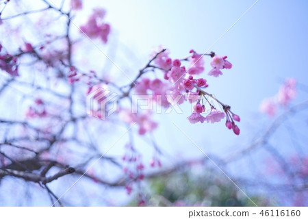 Spring Has Come Stock Photo