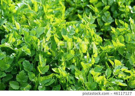 Sendai seri 46117127