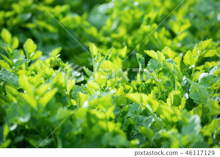 Sendai seri 46117129