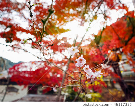 Cherry blossoms and autumn leaves Cherry blossoms and autumn leaves 46117355