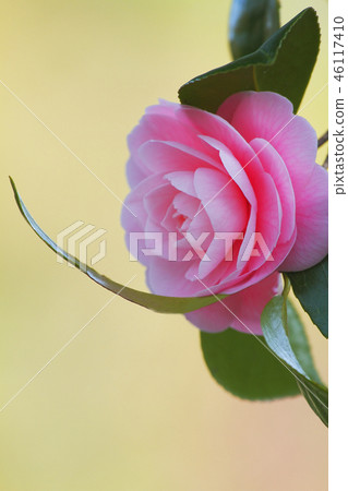 Otometsubaki 46117410