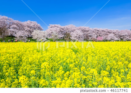 Saitama Sakyo Gondo Kondo Sakurazuku櫻花盛開的油菜花 Saitama Sakyo Gondo Kondo Sakurazuku櫻花盛開的油菜花 46117741