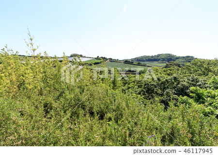 Field 46117945