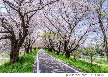 Saitama Yoshimi Town Sakura Tsutsumi Park 46118389