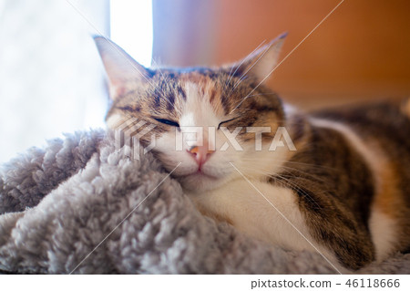 Sleeping face of Mage cat 46118666