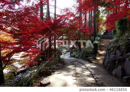 Autumn leaves of Sorinji Temple Autumn leaves of Sorinji Temple 46118850