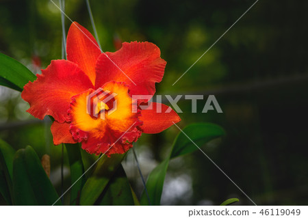 Beautiful red hybrid Cattleya flower orchid 46119049