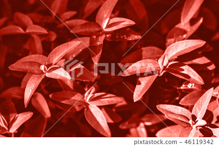 Green leaf with water drop nature background. Green leaf with water drop nature background. 46119342