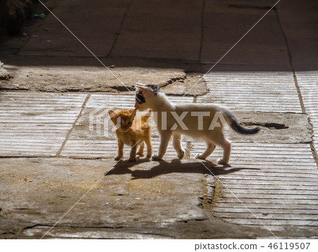 Cats on the alley of the medina in Essaouira 46119507