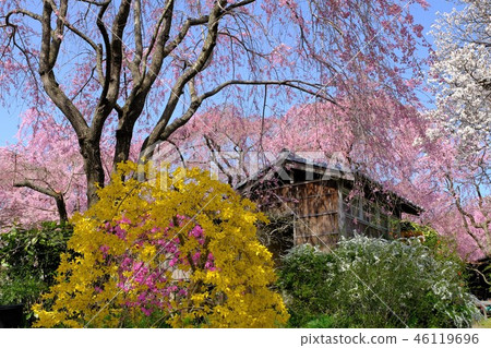 Kyoto Haratani weeping cherry blossoms 46119696