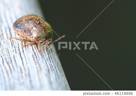 三月椿象 46119898