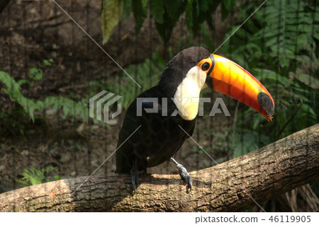Great Hornbill 3 46119905