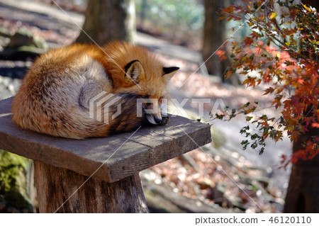 Fox狐狸在狐狸村 46120110
