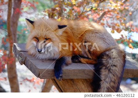 Fox fox in the fox village Fox fox in the fox village 46120112