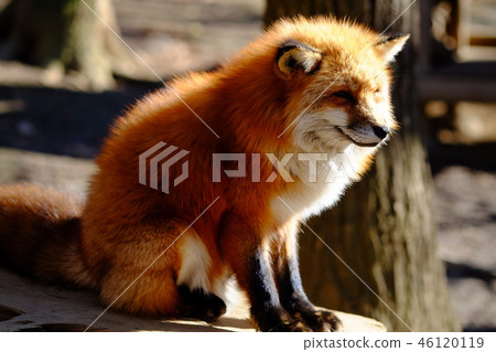 Fox fox in the fox village 46120119