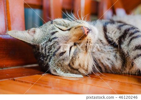 Thai cat, lovely animal at home . Thai cat, lovely animal at home . 46120246