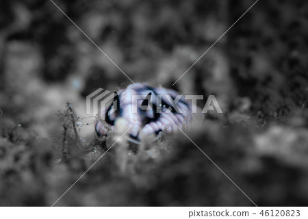 Koiboumiushi Koiboumiushi 46120823